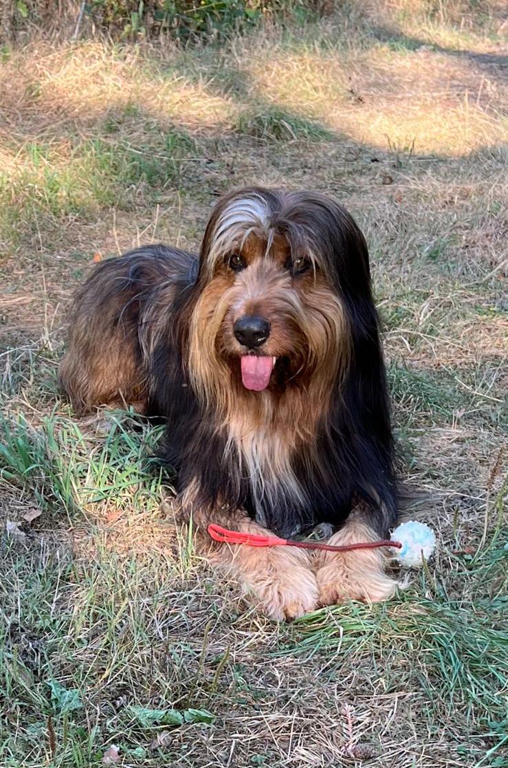 Wäller von der Straubenhalde